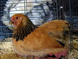 Poule Brahma naine fauve herminé noir