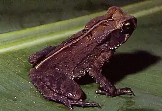 Description de l'image Bufo abei02.jpg.