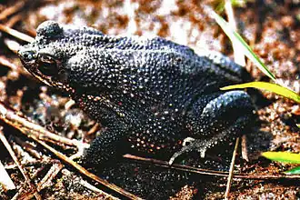 Description de l'image Bufo granulosus01.jpg.