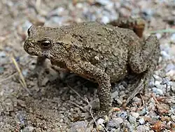 Description de l'image Bufo stejnegeri.jpg.