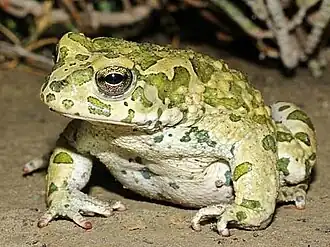 Description de l'image Bufotes oblongus.jpg.