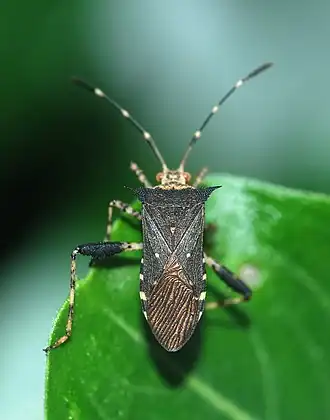 Description de l'image Bug November 2009-1.jpg.