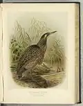 Illustration de John Gerrard Keulemans