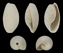 Fossile (Pliocène)