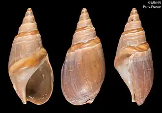 Trois aspects d'une coquille.