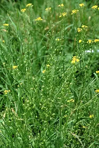 Description de l'image Bunias orientalis eF.jpg.