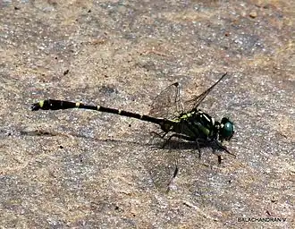 Description de cette image, également commentée ci-après