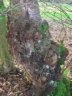 Un broussin sur un vieux cerisier sauvage, Ayrshire, Écosse.