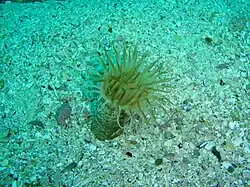 Ceriantheopsis austroafricanus