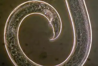 Description de l'image Bursaphelenchus xylophilus.jpg.