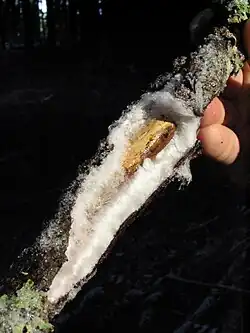 Les cheveux de glace écartant l'écorce