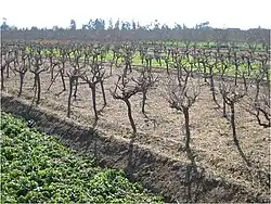 Vignoble moderne à 4&nbsp;500&nbsp;pieds/hectare, taillé en gobelet