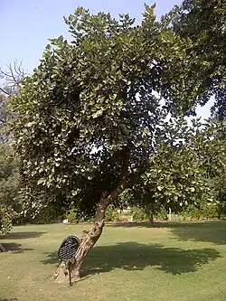 Arbre à laque Butea monosperma à Bagh-e-Jinnah, à Lahore, au Pakistan.