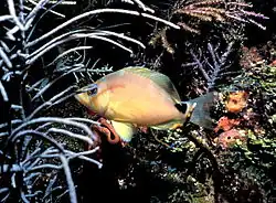 Hypoplectrus unicolor