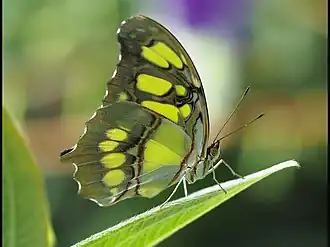 Description de l'image Butterfly (14394777619).jpg.