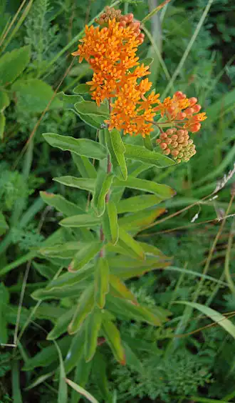 Description de l'image Butterfly Weed Whole Flowering Plant 1676px.jpg.