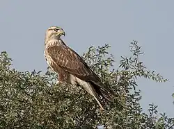 Photographie en couleurs d'un rapace brun, la tête plus claire, vu de profil, tournant la tête derrière lui, perché sur des feuillages.