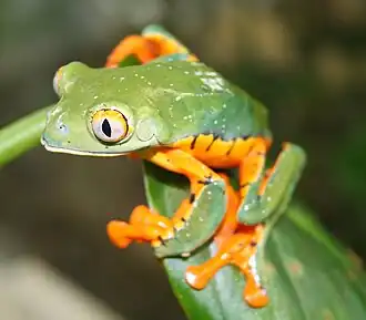 Description de l'image C. calcarifer.jpg.