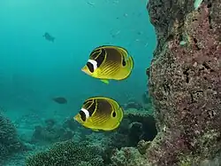 Un couple de poissons-papillons raton-laveur (Chaetodon lunula)