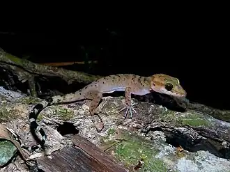 Description de l'image C. rubidus HS.jpg.