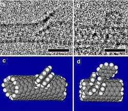 Électromicrographie en noir et blanc de nanotubes modifiés et interprétations.