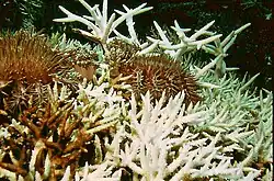 Plusieurs acanthaster dévorent des coraux branchus, qui deviennent blanc pur.