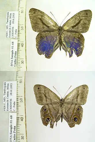 Description de l'image CP01-68 Chloreuptychia catharina (3430421849).jpg.