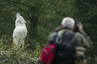 Appel nocturne du loup