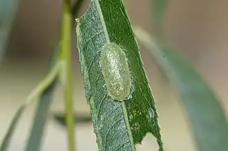 Cocon sur une feuille de saule à Canberra.