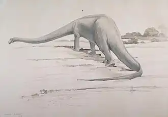Diplodocus(Charles R. Knight, 1912)