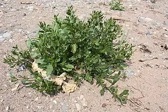 Description de l'image C edentula.jpg.