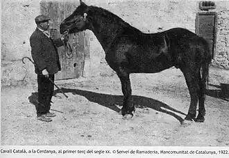Cheval catalan pris en photo en 1922.
