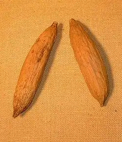 Une chérelle de cacaoyer qui deviendra après quelques semaines une cabosseCabosses séchées