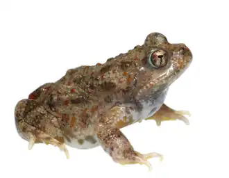 Description de l'image Cacosternum capense 207447718.png.