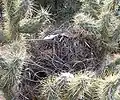Nid dans un Cylindropuntia fulgida