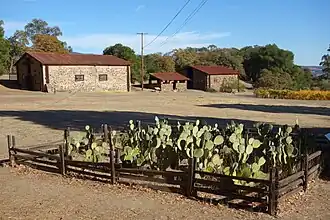 Plantation de cactus