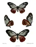 Papilio agestor, revers et avers (illustration)