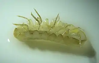 Description de l'image Caecosphaeroma.jpg.