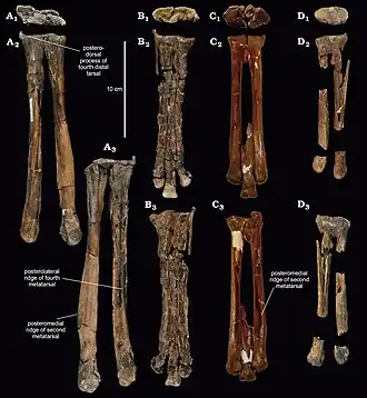 Description de l'image Caenagnathid tarsometatarsi.jpg.