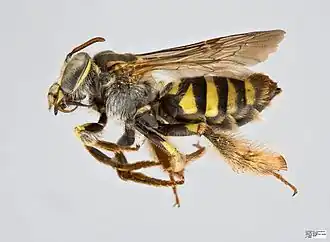 Description de cette image, également commentée ci-après