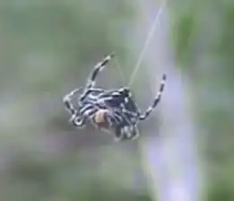 Description de l'image Caerostris darwini using bridging silk.jpg.