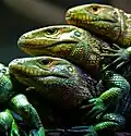 Les reptiles, par exemple les lézards.