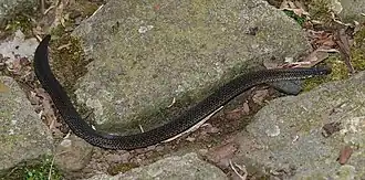 Description de l'image Calamaria linnaei 220358983.jpg.