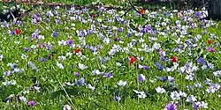 Anemone coronaria de couleurs variées, Israël.