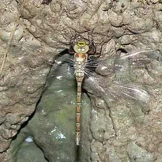 Description de l'image Caliaeschna microstigma.jpg.