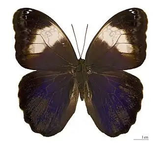 Description de cette image, également commentée ci-après