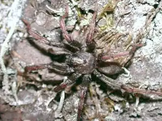 Description de l'image Calisoga longitarsus lew 2,5dark.jpg.