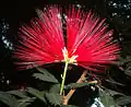 Calliandra tweediei, fleur.