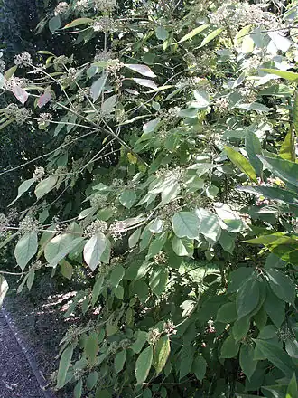 Description de l'image Callicarpa cathayana.JPG.