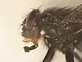 Tête de Calliphora vomitoria (poils roux sur joues noires).